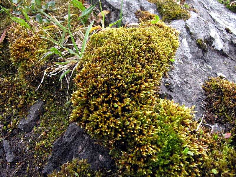 Orthothecium chryseon var. chryseon